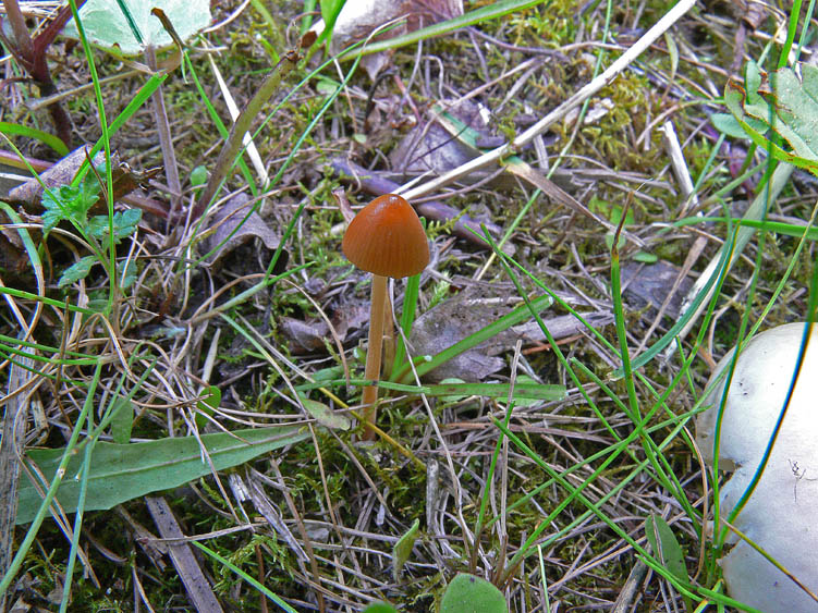 Conocybe pubescens?